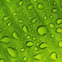 water drops of leaf