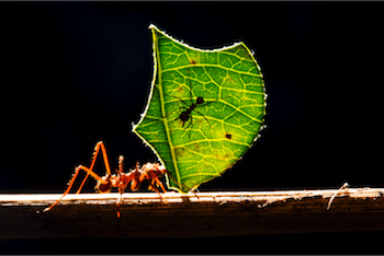 macro photo of ant