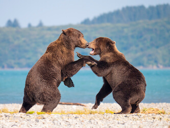 bears fighting gh5 alaska