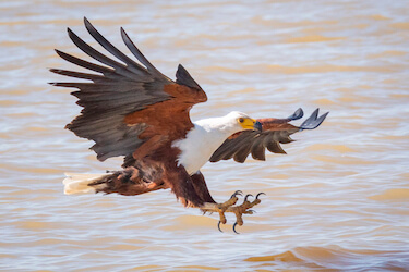 eagle snatches fish gh5