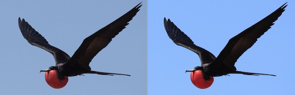 jpg vs raw bird
