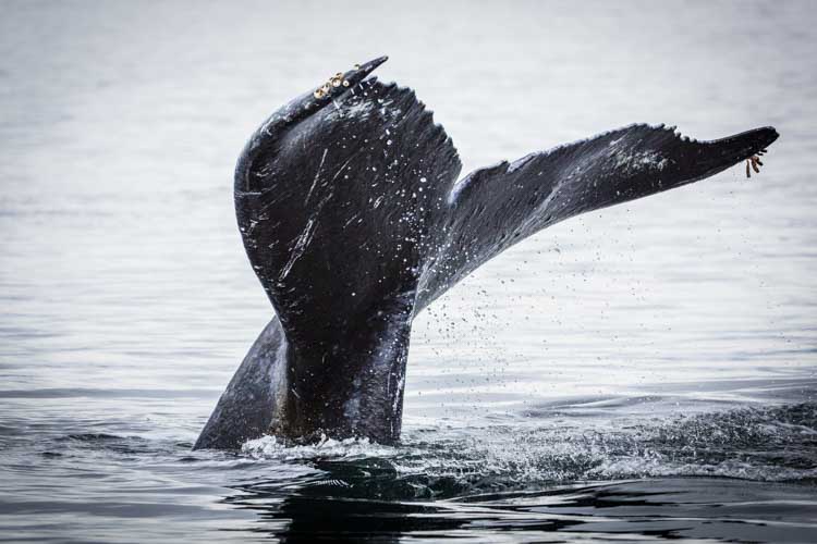 alaska photo tour example 