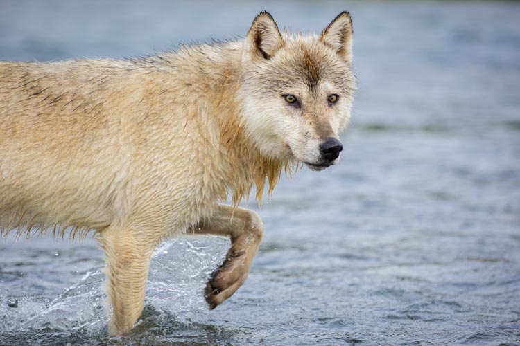 alaska photo tour example 