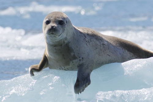 alaska photo tour example 