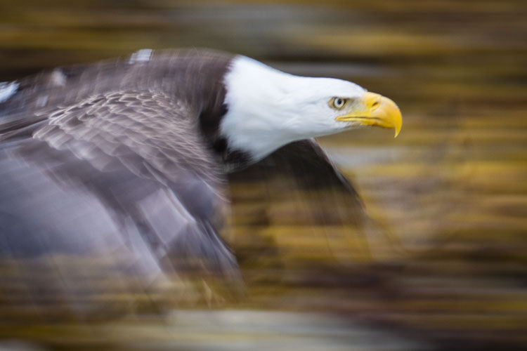 alaska photo tour example 