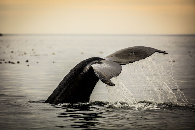 alaska photo tour example 