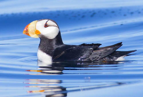 alaska photo tour example 