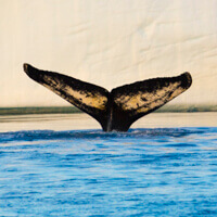 Antarctica photo tour whale tail