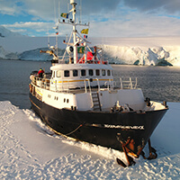 Antarctica photo tour puffin