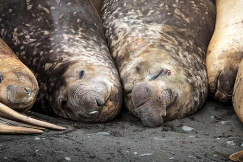 Antarctica photo tour example 7