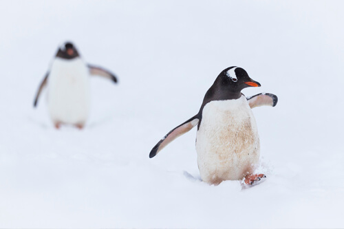Antarctica photo tour example 9