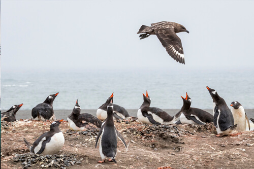 Antarctica photo tour example 11