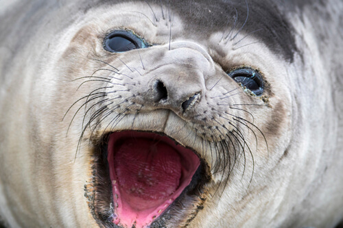 Antarctica photo tour example 13