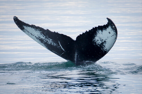 Antarctica photo tour example 15