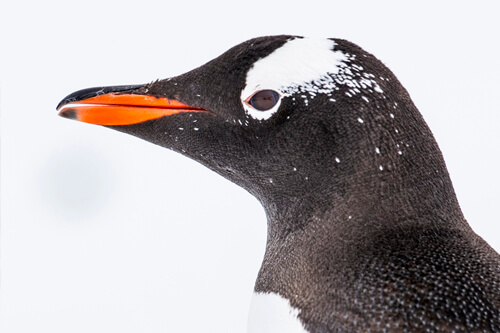 Antarctica photo tour example 18