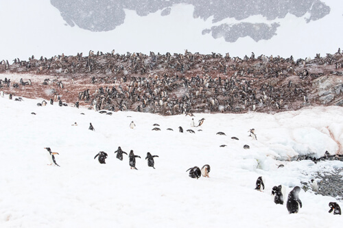 Antarctica photo tour example 20