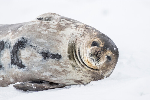 Antarctica photo tour example 24