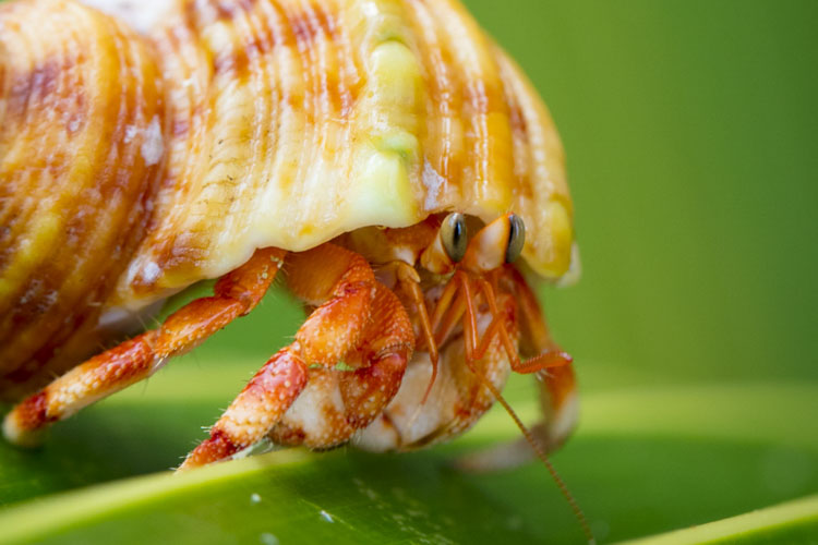 cocos keeling photography tour hermit crab