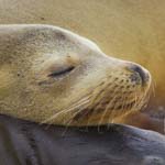galapagos amazon photo tour sea lion