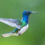 galapagos amazon photo tour hummingbird
