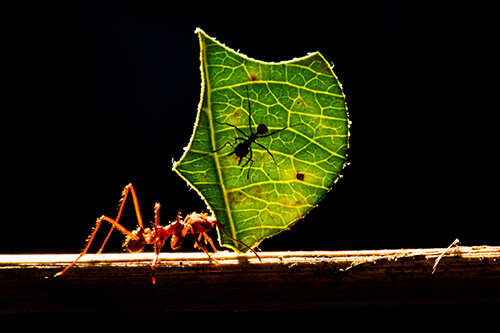 galapagos amazon photo tour example 14