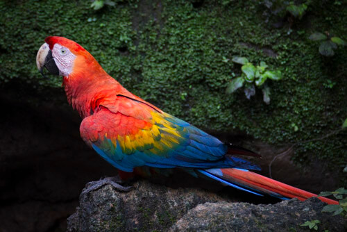 galapagos amazon photo tour example 17