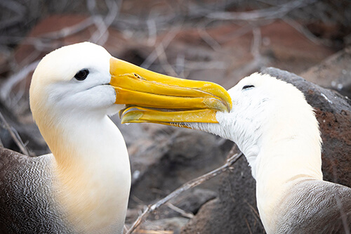 galapagos amazon photo tour example 18