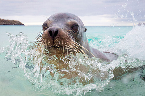 galapagos amazon photo tour example 28