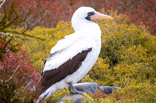 galapagos amazon photo tour example 29