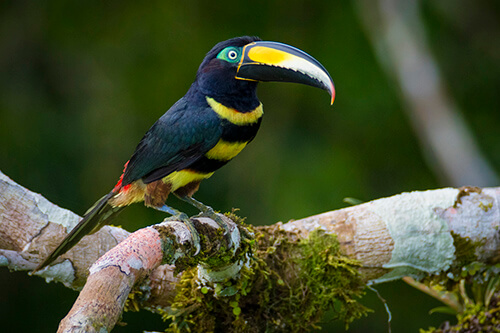 galapagos amazon photo tour example 32