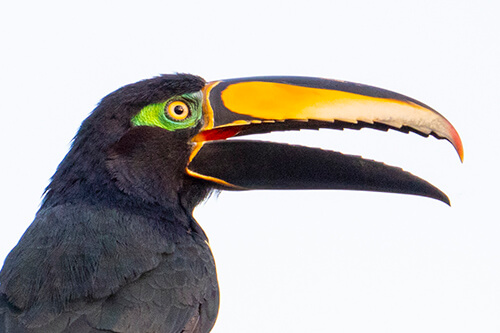 galapagos amazon photo tour example 36