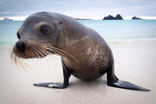 galapagos amazon photo tour example 42