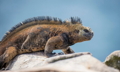 galapagos amazon photo tour example 47