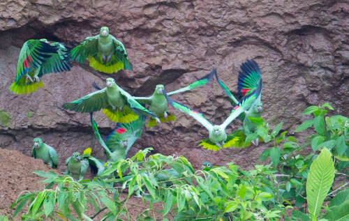 galapagos amazon photo tour example 52