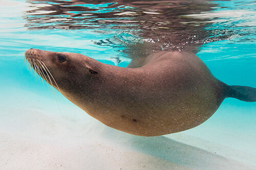 galapagos amazon photo tour example 62