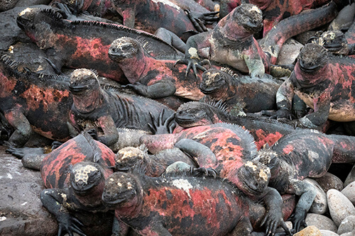 galapagos amazon photo tour example 63