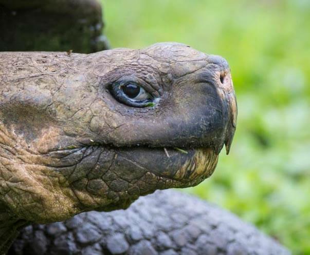 galapagos amazon photography tour giant tortoise