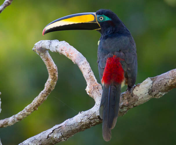 galapagos amazon photography tour toucan