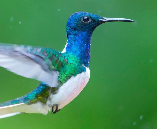 galapagos amazon photography tour hummingbird