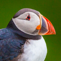 iceland greenland photo tour puffin