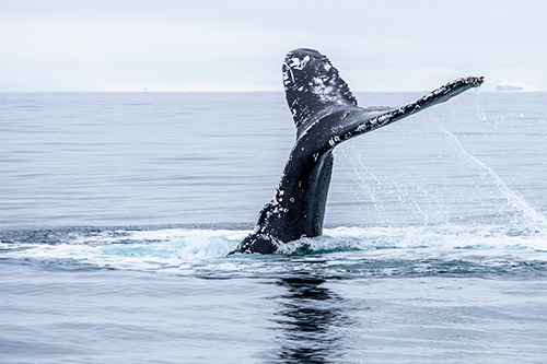 iceland greenland photo tour example 11