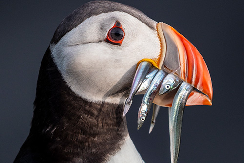 iceland greenland photo tour example 13