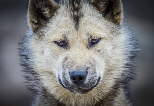 iceland greenland photo tour example 20