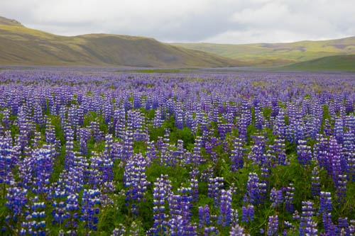 iceland greenland photo tour example 21