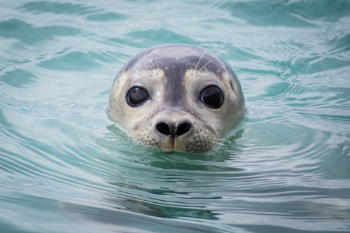 iceland greenland photo tour example 24