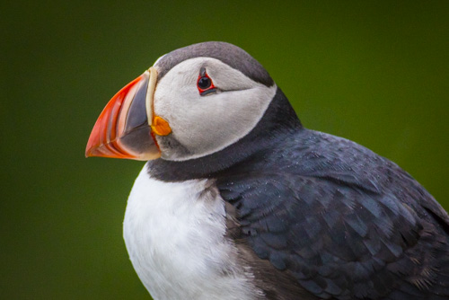 iceland greenland photo tour example 32