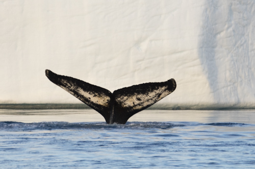 iceland greenland photo tour example 34