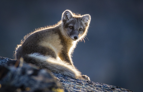 iceland greenland photo tour example 54