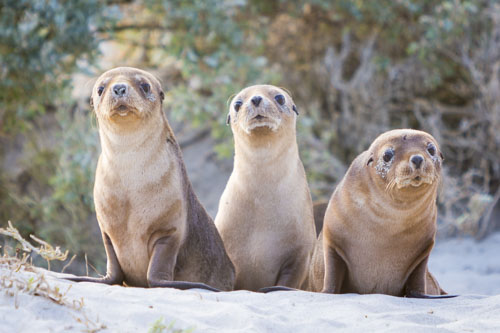 kangaroo island photo tour example 5
