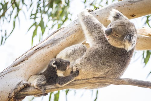 kangaroo island photo tour example 6